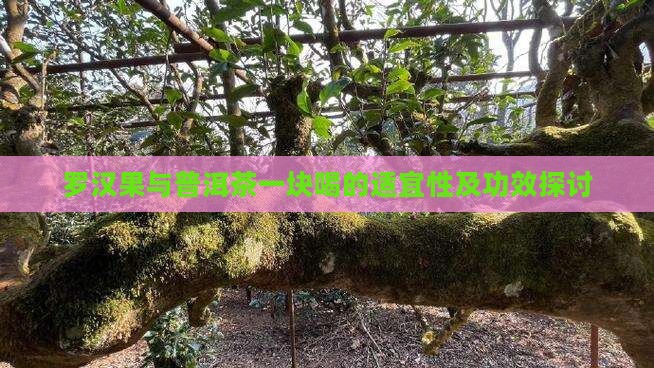 罗汉果与普洱茶一块喝的适宜性及功效探讨