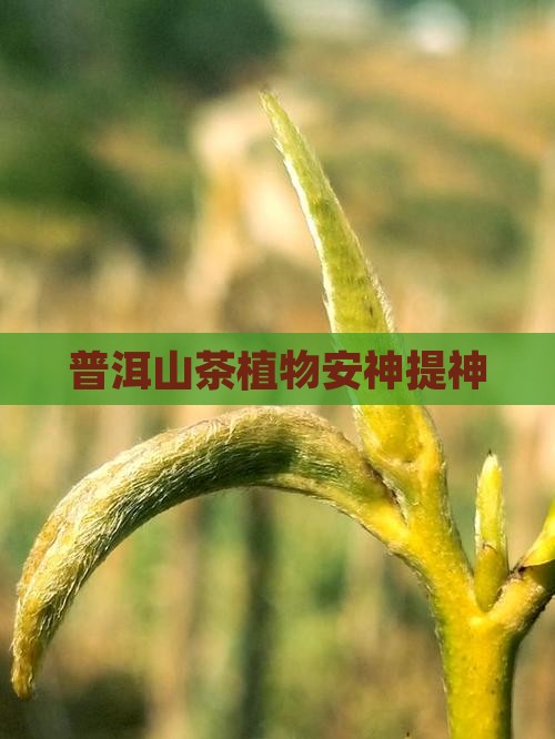 普洱山茶植物安神提神