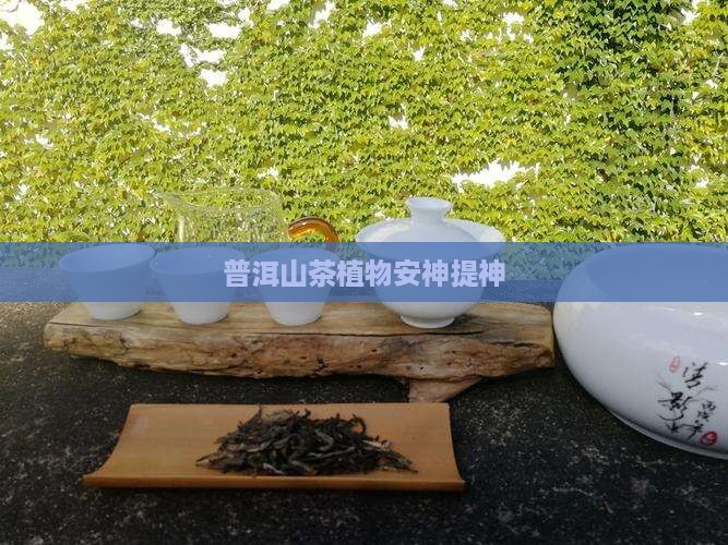 普洱山茶植物安神提神
