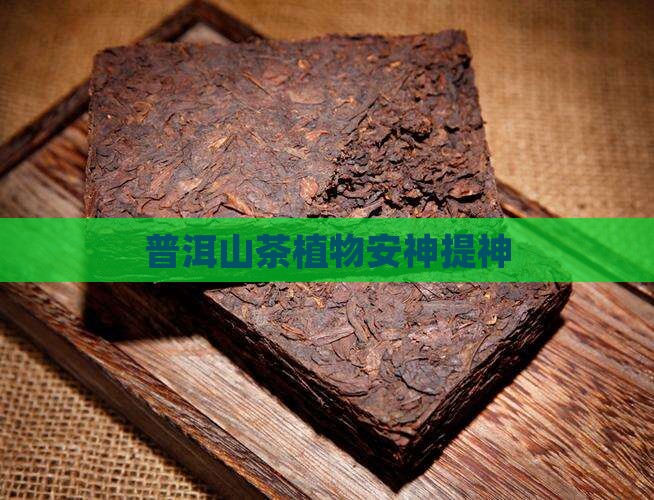 普洱山茶植物安神提神