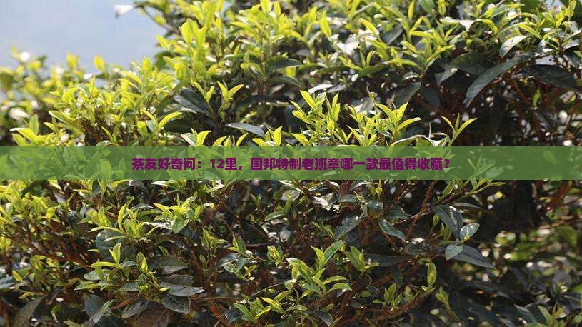 茶友好奇问：12里，国邦特制老班章哪一款最值得收藏？
