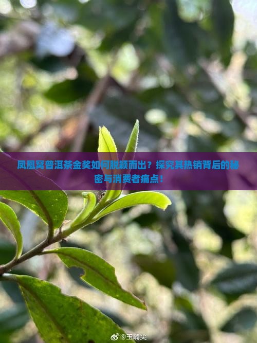 凤凰窝普洱茶金奖如何脱颖而出？探究其热销背后的秘密与消费者痛点！