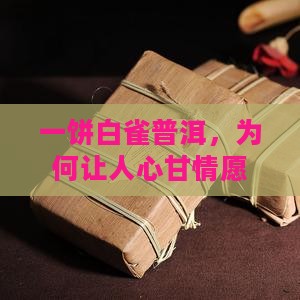 一饼白雀普洱，为何让人心甘情愿掏腰包？