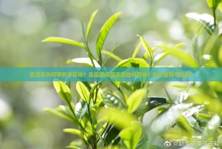 普洱茶为何带有牛屎味？是品质问题还是独特风味？如何鉴别与选择？