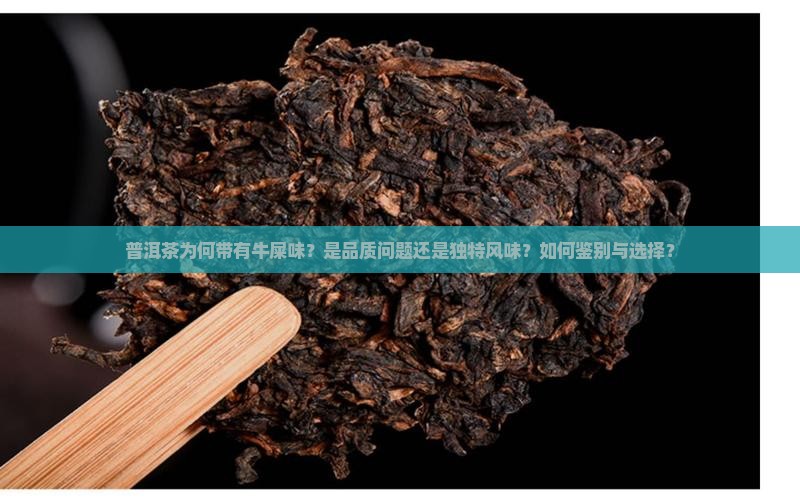 普洱茶为何带有牛屎味？是品质问题还是独特风味？如何鉴别与选择？