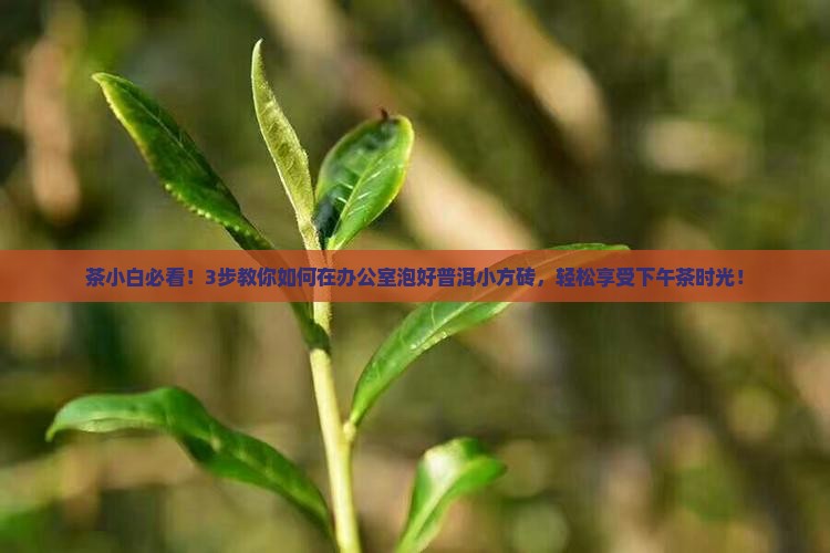 茶小白必看！3步教你如何在办公室泡好普洱小方砖，轻松享受下午茶时光！
