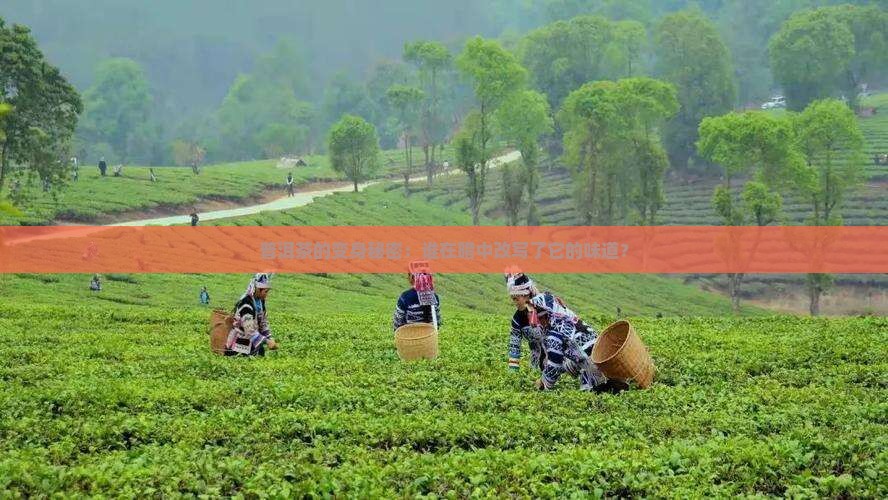 普洱茶的变身秘密：谁在暗中改写了它的味道？
