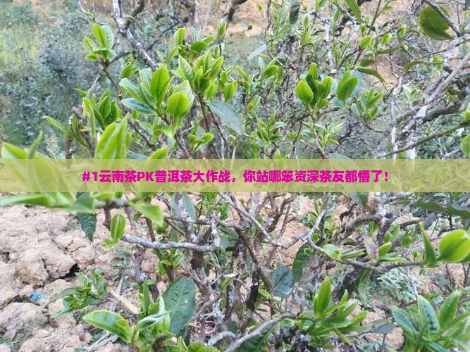 #1云南茶PK普洱茶大作战，你站哪笨资深茶友都懵了！