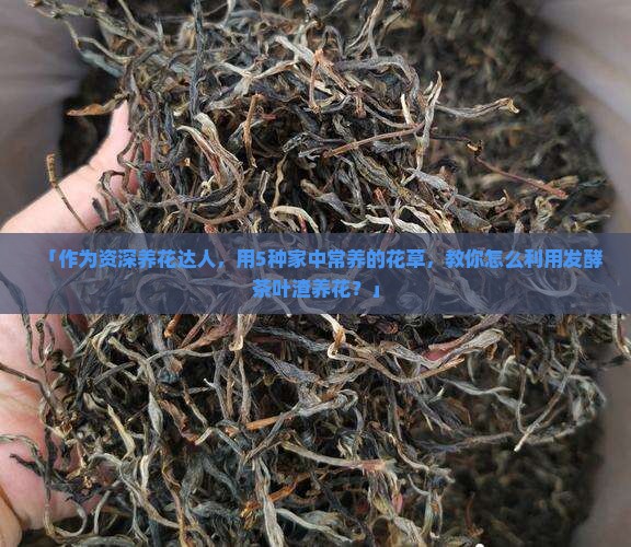 「作为资深养花达人，用5种家中常养的花草，教你怎么利用发酵茶叶渣养花？」