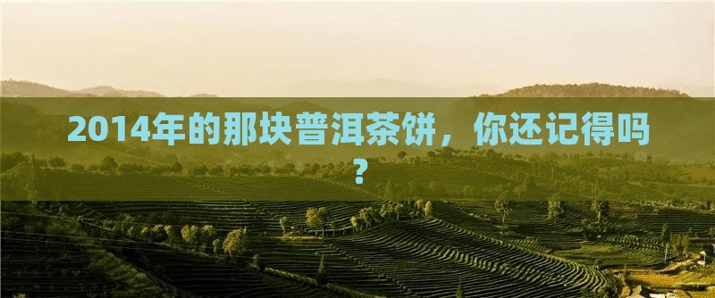 2014年的那块普洱茶饼，你还记得吗？