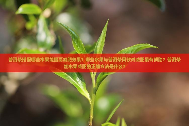 普洱茶搭配哪些水果能提高减肥效果？哪些水果与普洱茶同饮对减肥最有帮助？普洱茶加水果减肥的正确方法是什么？