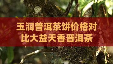 玉润普洱茶饼价格对比大益天香普洱茶