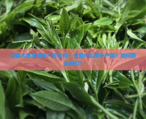 云县大寨文丰茶厂怎么样？主营什么茶叶产品？如何联系他们？