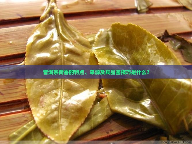 普洱茶荷香的特点、来源及其品鉴技巧是什么？