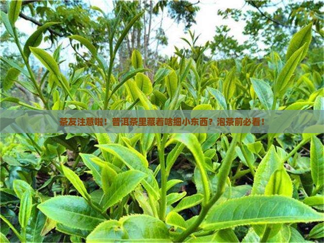 茶友注意啦！普洱茶里藏着啥细小东西？泡茶前必看！