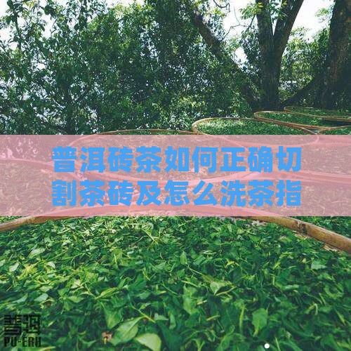 普洱砖茶如何正确切割茶砖及怎么洗茶指南