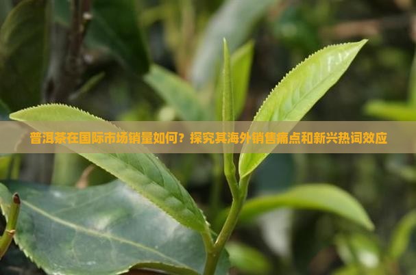 普洱茶在国际市场销量如何？探究其海外销售痛点和新兴热词效应