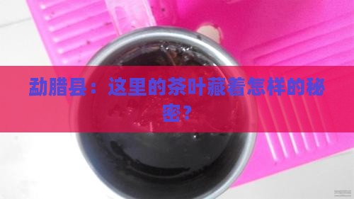 勐腊县：这里的茶叶藏着怎样的秘密？