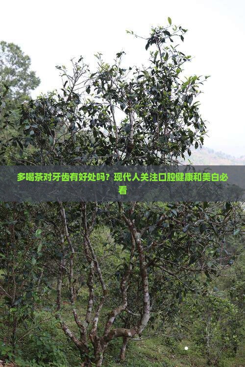 多喝茶对牙齿有好处吗？现代人关注口腔健康和美白必看