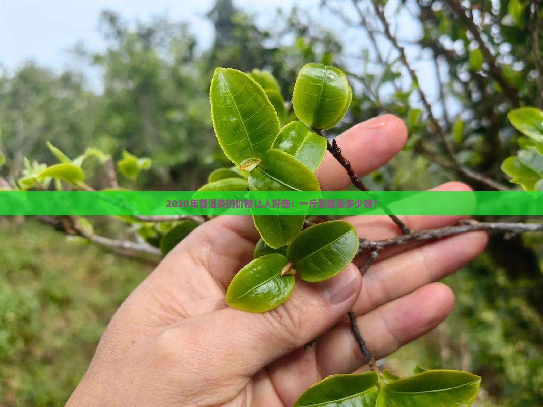 2020年普洱茶的价格让人好奇：一斤到底要多少钱？