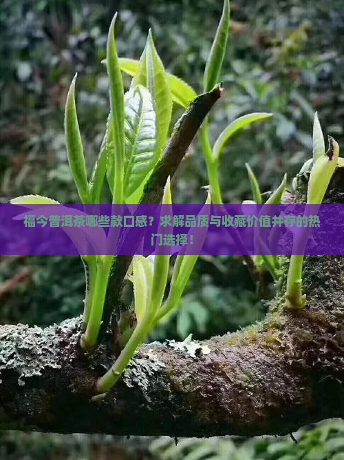 福今普洱茶哪些款口感?求解品质与收藏价值并存的热门选择! 福今普洱茶哪些款口感?求解品质与收藏价值并存的热门选择!