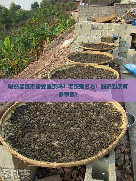 喝熟普洱茶需要醒茶吗？老茶鬼必看：醒茶到底有多重要？