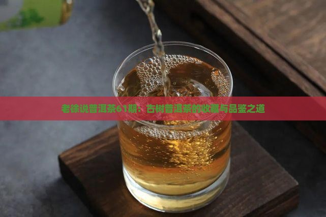 老徐说普洱茶61期：古树普洱茶的收藏与品鉴之道