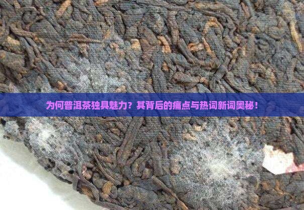 为何普洱茶独具魅力？其背后的痛点与热词新词奥秘！