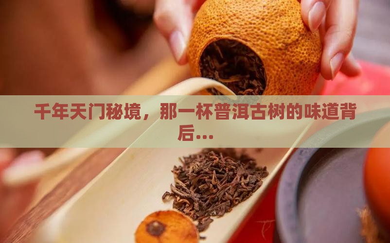 千年天门秘境，那一杯普洱古树的味道背后…