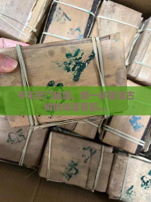 千年天门秘境，那一杯普洱古树的味道背后…
