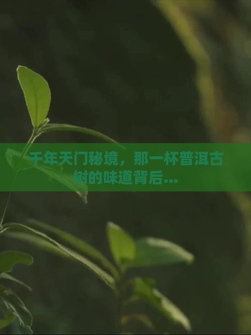 千年天门秘境，那一杯普洱古树的味道背后…