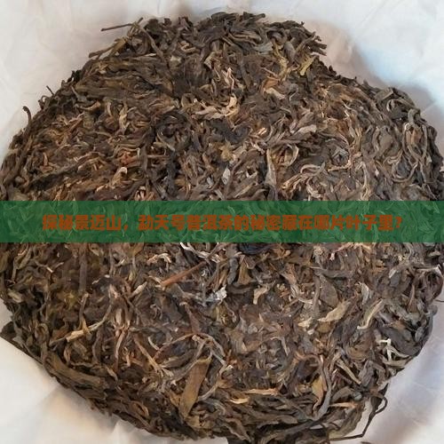 探秘景迈山，勐天号普洱茶的秘密藏在哪片叶子里？