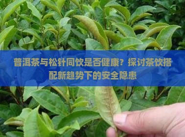 普洱茶与松针同饮是否健康？探讨茶饮搭配新趋势下的安全隐患