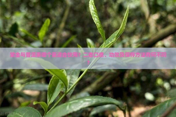 紫金与普洱茶哪个更适合饮用？二者口感、功效及保存方法有何不同？