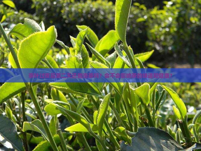 茶叶过夜后第二天还能泡茶吗？会不会影响茶的味道和健康？