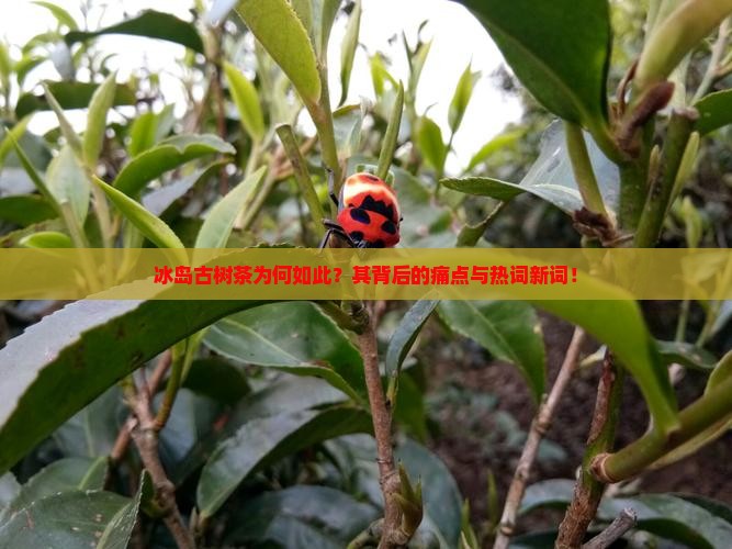 冰岛古树茶为何如此？其背后的痛点与热词新词！