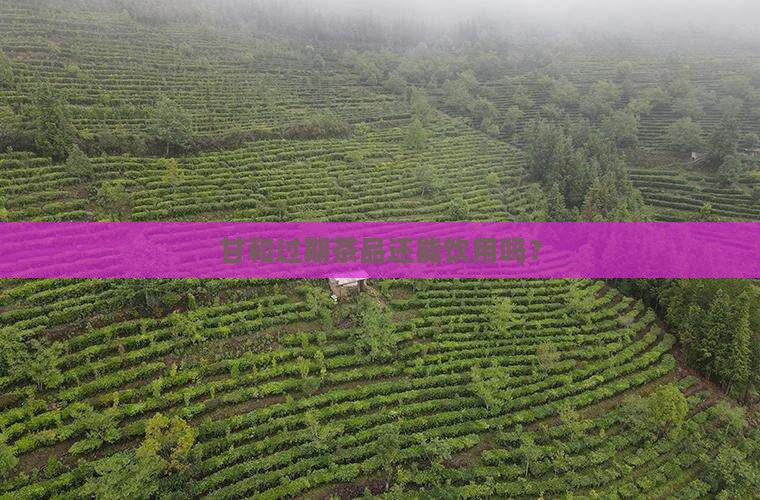 甘和过期茶品还能饮用吗？