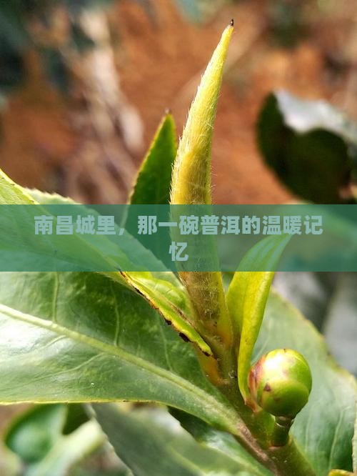 南昌城里，那一碗普洱的温暖记忆