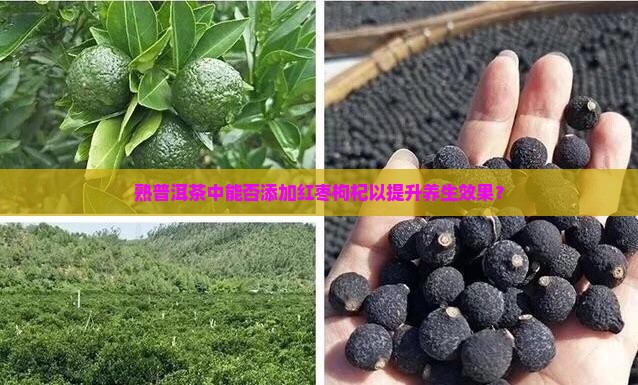熟普洱茶中能否添加红枣枸杞以提升养生效果？