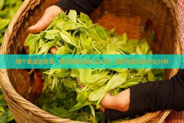 哪个更适合养胃：普洱茶还是滇红红茶？普洱与滇红的对比分析