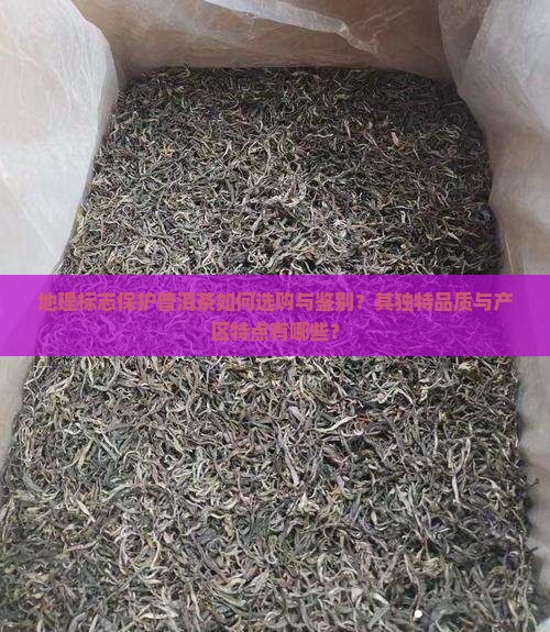 地理标志保护普洱茶如何选购与鉴别？其独特品质与产区特点有哪些？