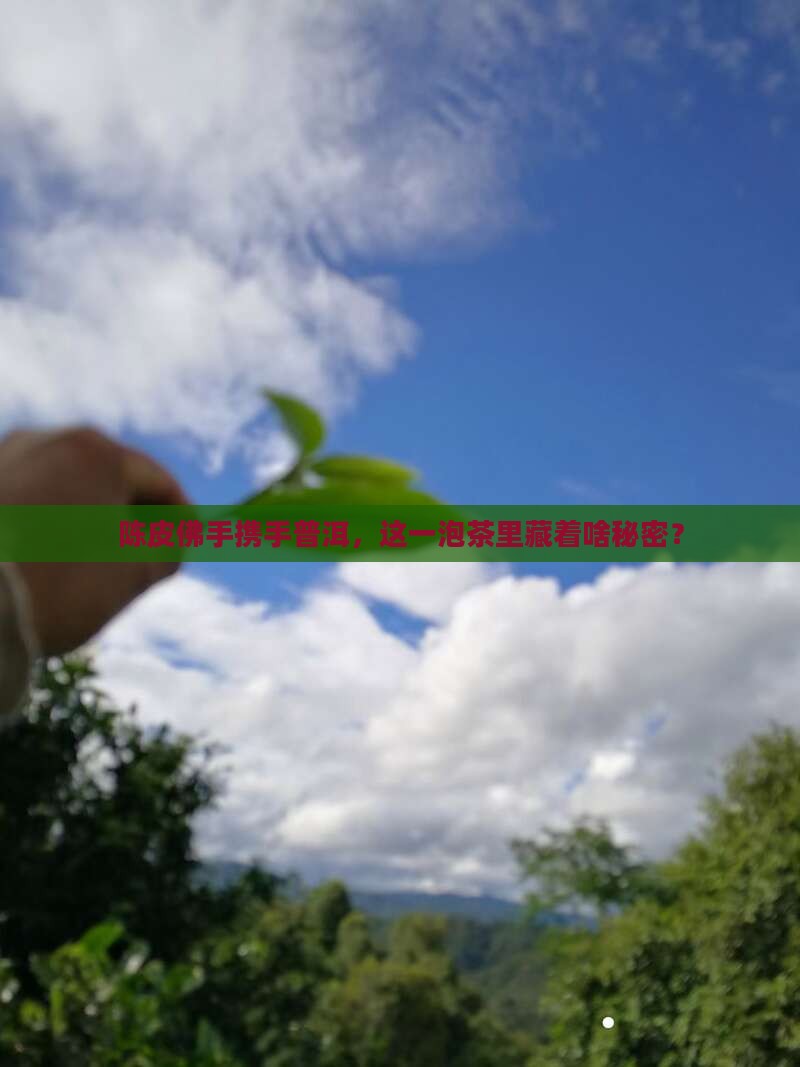 陈皮佛手携手普洱，这一泡茶里藏着啥秘密？