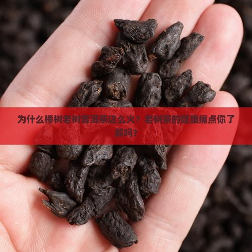 为什么樟树老树普洱茶这么火？老树茶的健康痛点你了解吗？