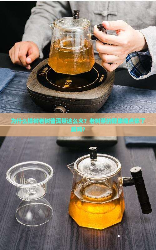 为什么樟树老树普洱茶这么火？老树茶的健康痛点你了解吗？
