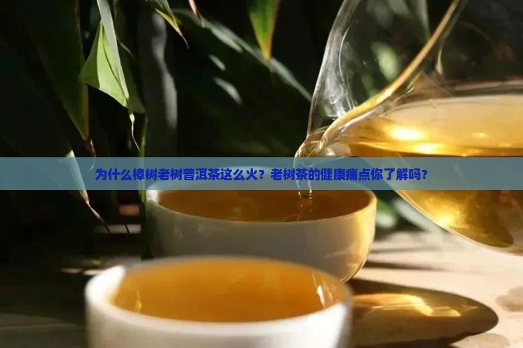 为什么樟树老树普洱茶这么火？老树茶的健康痛点你了解吗？