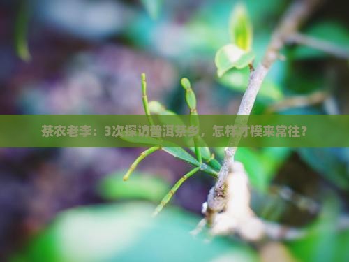 茶农老李：3次探访普洱茶乡，怎样才模来常往？