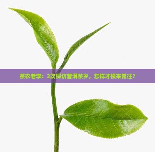 茶农老李：3次探访普洱茶乡，怎样才模来常往？
