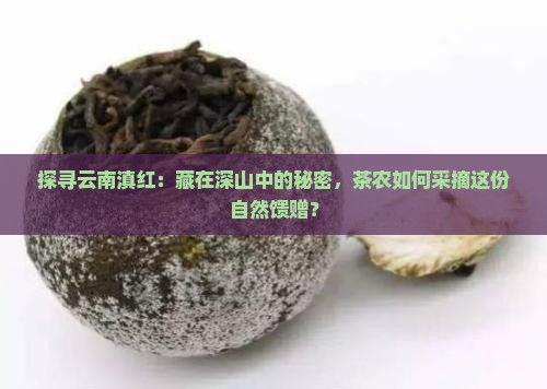 探寻云南滇红：藏在深山中的秘密，茶农如何采摘这份自然馈赠？