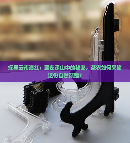 探寻云南滇红：藏在深山中的秘密，茶农如何采摘这份自然馈赠？
