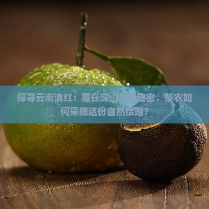 探寻云南滇红：藏在深山中的秘密，茶农如何采摘这份自然馈赠？